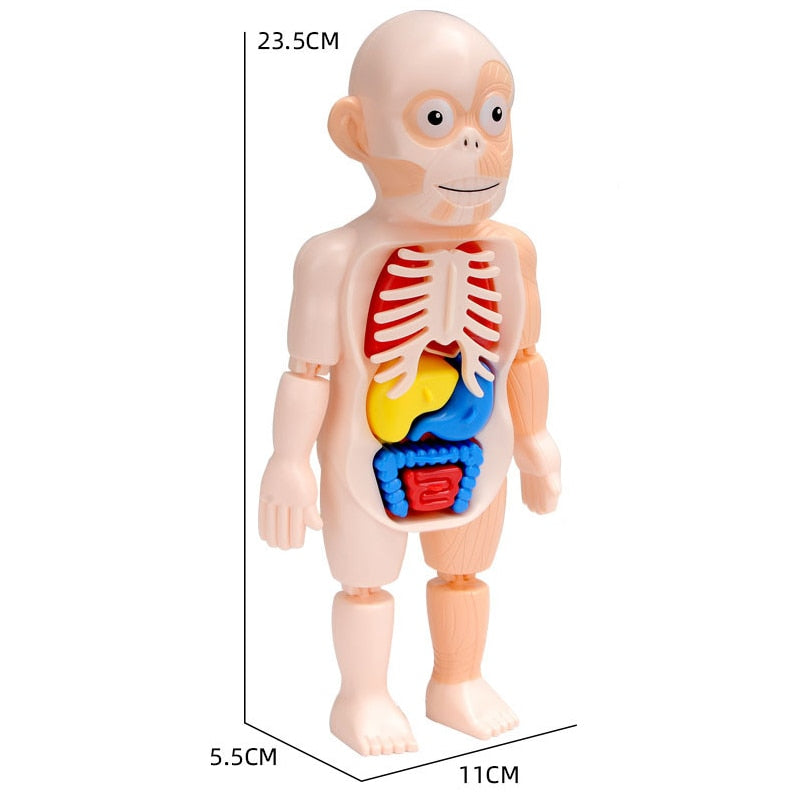 Terriblement Amusant : Kit d'Anatomie pour Enfants | Jouet Éducatif et Interactif